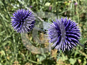 `Veitch`s Blue` Echinops ritro, Kugeldistel or Globus ÄiÄak Globus cicak, Mainau - Constance, Germany or Konstanz, Deutschland